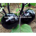 ME07 Duen early maturity black hybrid f1 eggplant seeds, brinjaul seeds